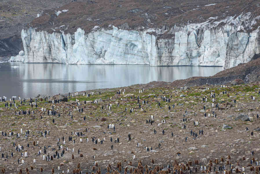 Islas Georgias del Sur 082 - pingüinera.jpg